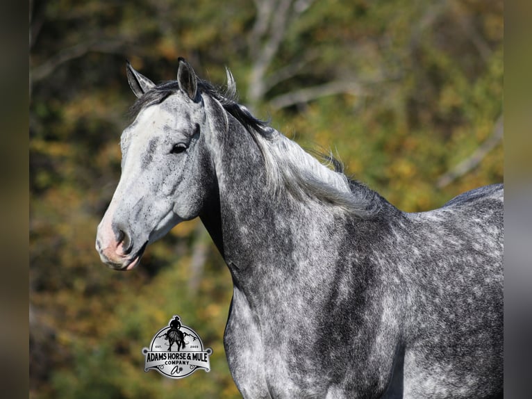 American Quarter Horse Ruin 6 Jaar Appelschimmel in Fresno