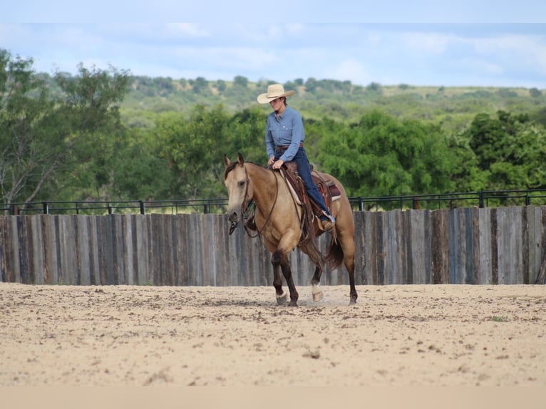 American Quarter Horse Ruin 6 Jaar Buckskin in Killeen