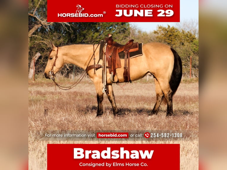 American Quarter Horse Ruin 6 Jaar Buckskin in Killeen