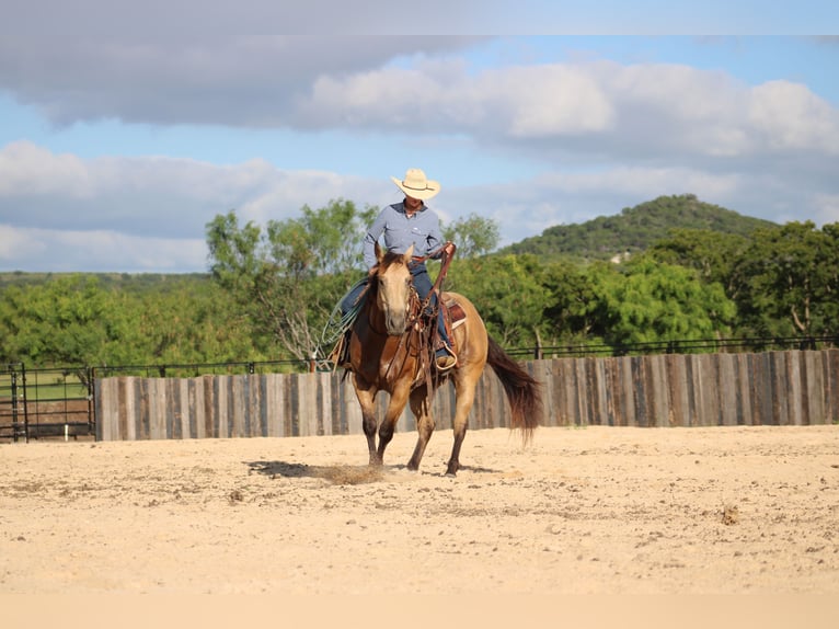 American Quarter Horse Ruin 6 Jaar Buckskin in Killeen