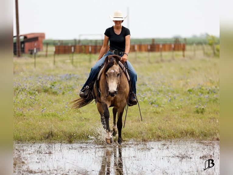 American Quarter Horse Ruin 6 Jaar Buckskin in Troy