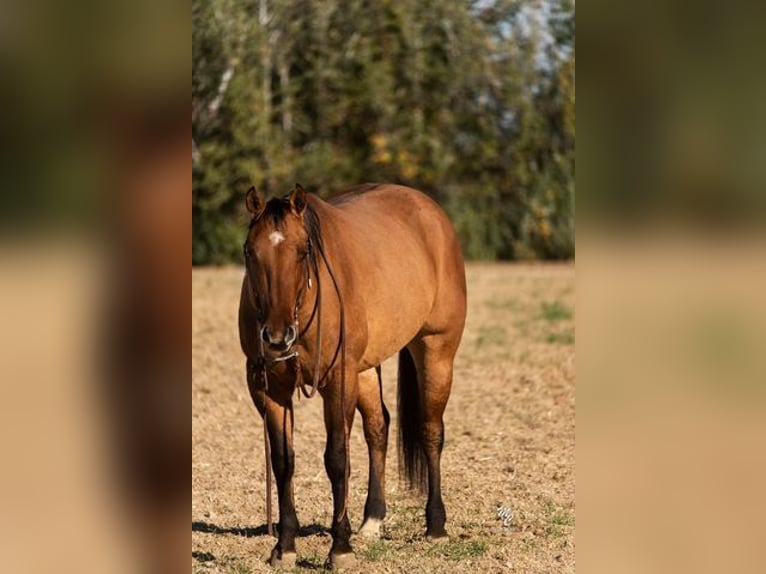 American Quarter Horse Ruin 6 Jaar Buckskin in Caldwell, ID