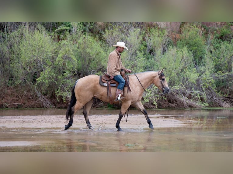 American Quarter Horse Ruin 6 Jaar Buckskin in Canyon, TX