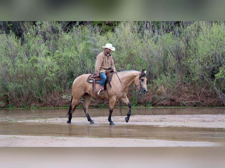 American Quarter Horse Ruin 6 Jaar Buckskin in Canyon, TX