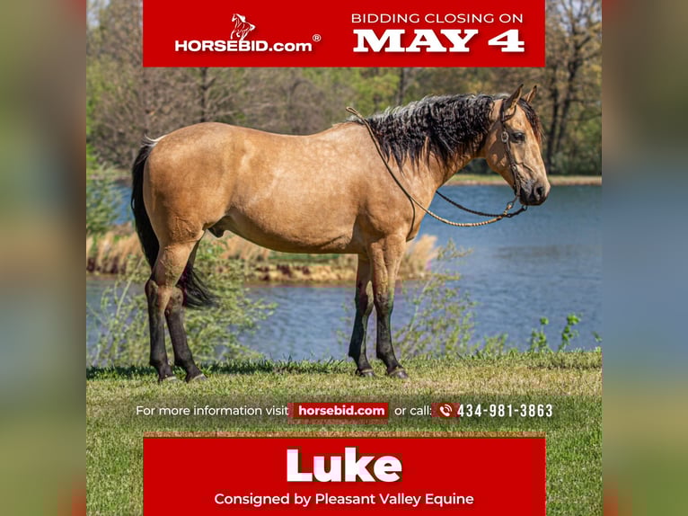 American Quarter Horse Ruin 6 Jaar Buckskin in Robards, KY