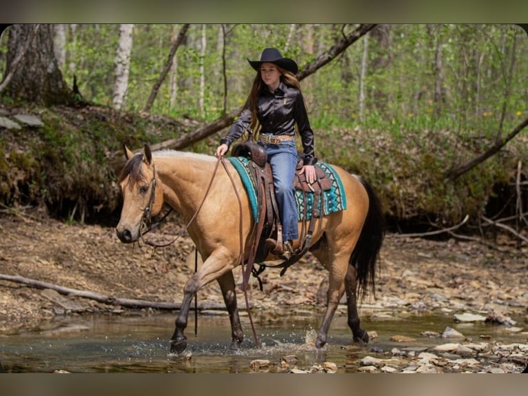 American Quarter Horse Ruin 6 Jaar Buckskin in Robards, KY