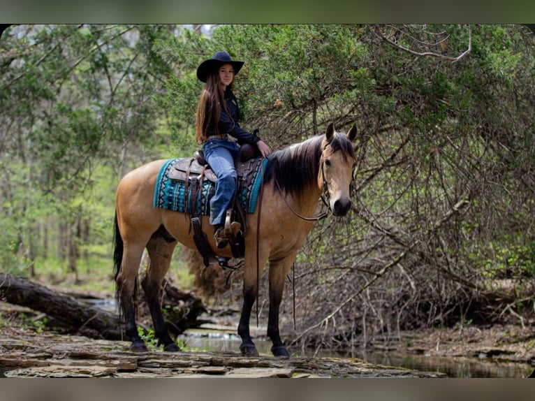 American Quarter Horse Ruin 6 Jaar Buckskin in Robards, KY