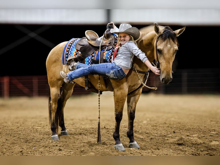 American Quarter Horse Ruin 6 Jaar Buckskin in Sedalia