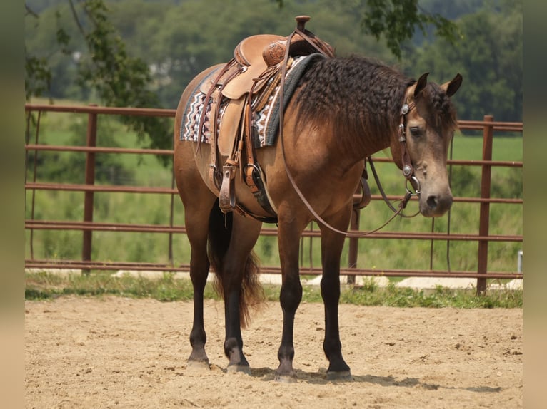 American Quarter Horse Ruin 6 Jaar Buckskin in Fresno