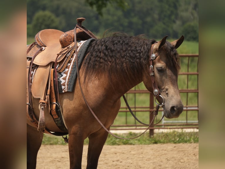 American Quarter Horse Ruin 6 Jaar Buckskin in Fresno