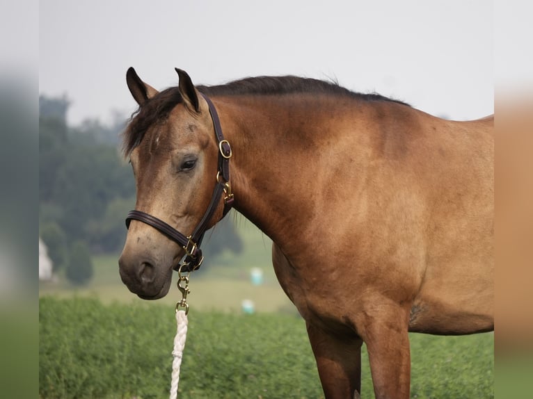 American Quarter Horse Ruin 6 Jaar Buckskin in Fresno