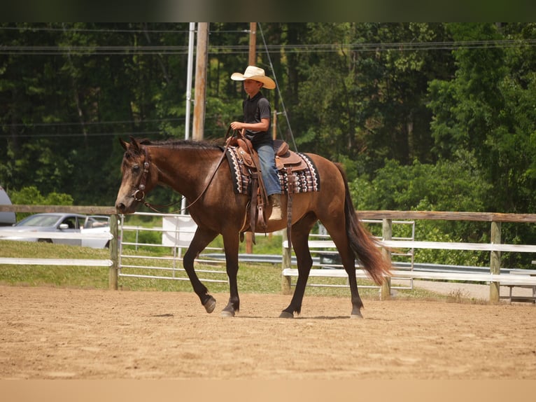 American Quarter Horse Ruin 6 Jaar Buckskin in Fresno