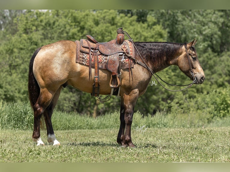 American Quarter Horse Ruin 6 Jaar Buckskin in River Falls Wi