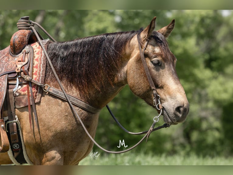 American Quarter Horse Ruin 6 Jaar Buckskin in River Falls Wi