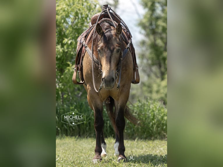 American Quarter Horse Ruin 6 Jaar Buckskin in River Falls Wi