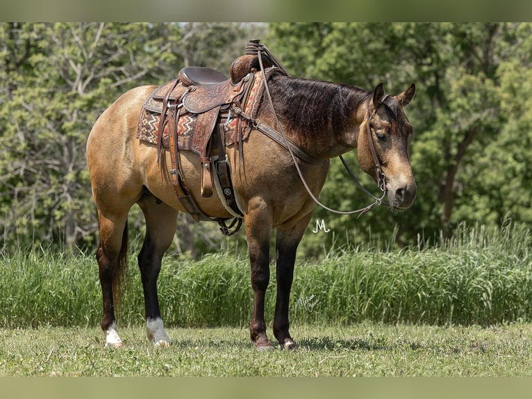 American Quarter Horse Ruin 6 Jaar Buckskin in River Falls Wi