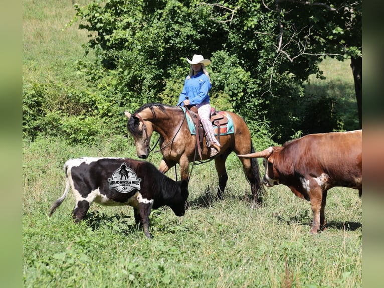 American Quarter Horse Ruin 6 Jaar Buckskin in Gladstone, NJ
