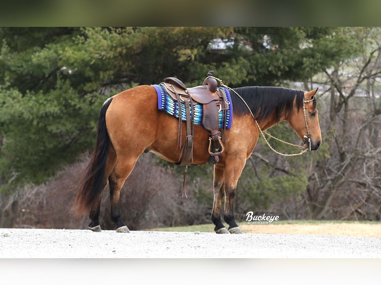 American Quarter Horse Ruin 6 Jaar Buckskin in Millersburg