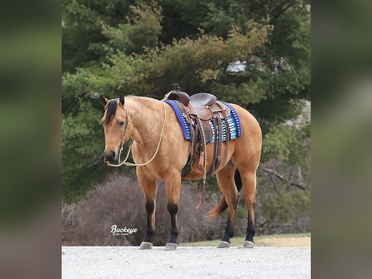 American Quarter Horse Ruin 6 Jaar Buckskin in Millersburg