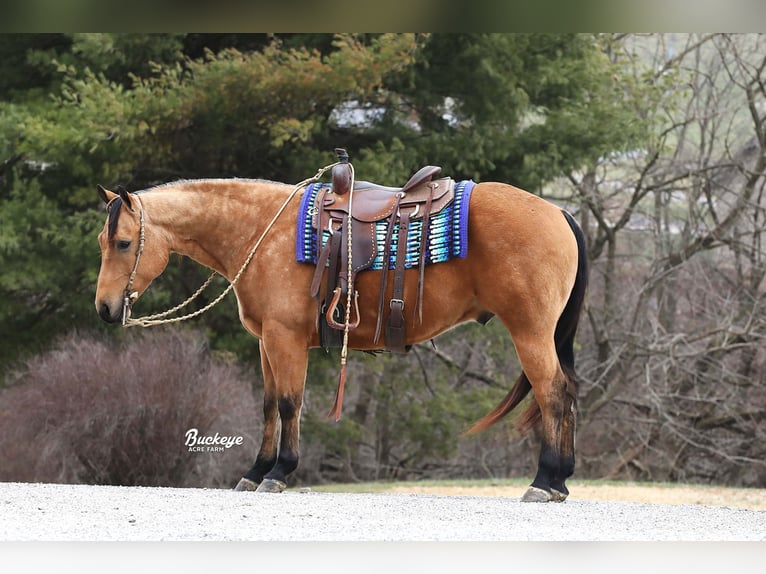 American Quarter Horse Ruin 6 Jaar Buckskin in Millersburg