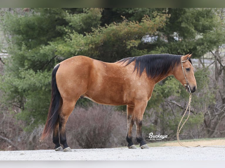 American Quarter Horse Ruin 6 Jaar Buckskin in Millersburg