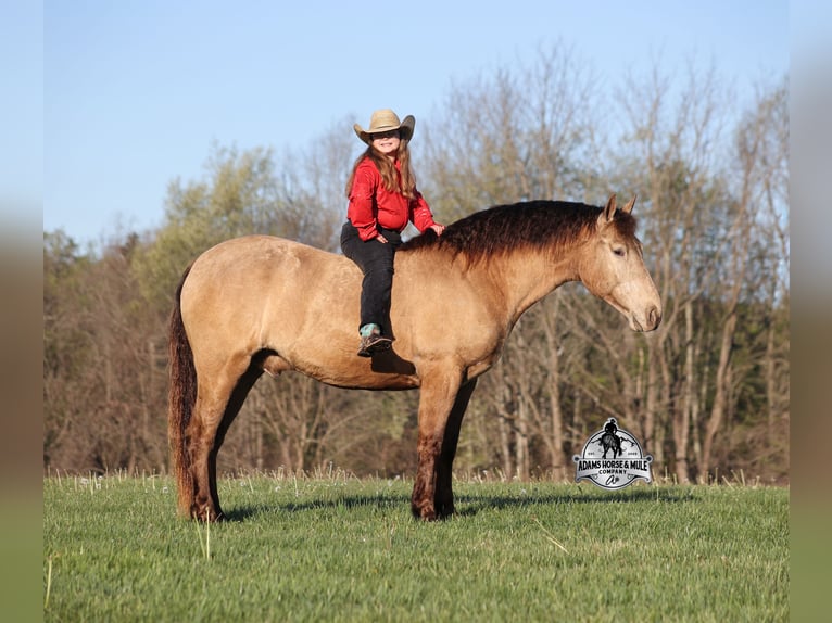 American Quarter Horse Ruin 6 Jaar Champagne in Mount Vernon
