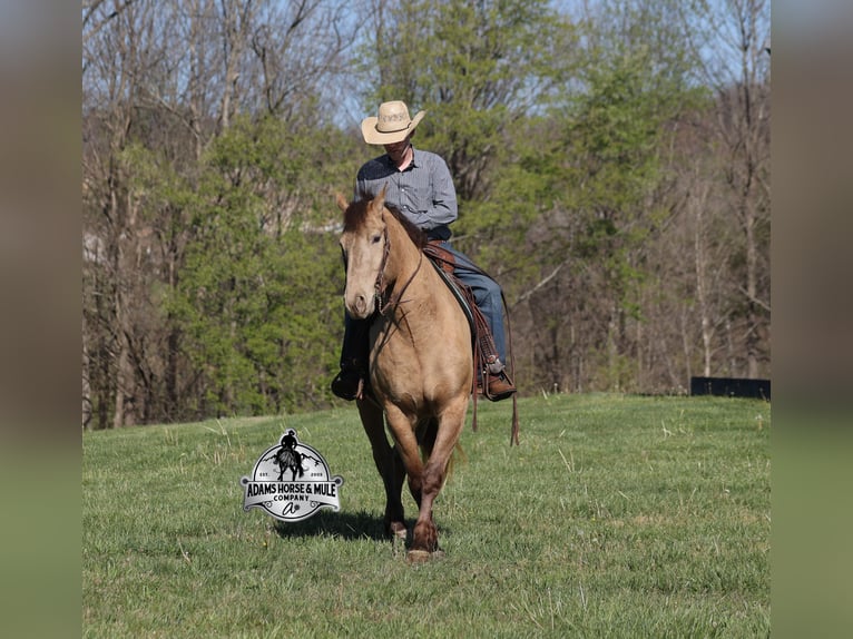 American Quarter Horse Ruin 6 Jaar Champagne in Mount Vernon