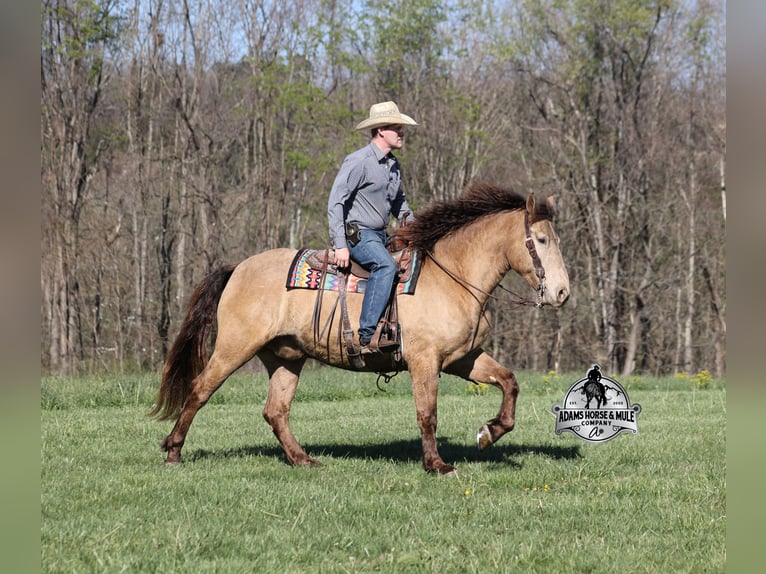 American Quarter Horse Ruin 6 Jaar Champagne in Mount Vernon