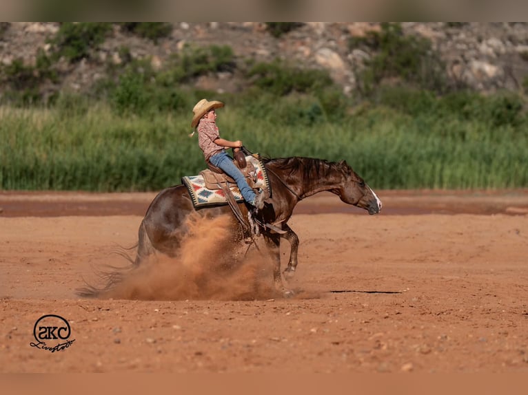 American Quarter Horse Ruin 6 Jaar Donkere-vos in Canyon