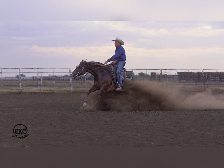 American Quarter Horse Ruin 6 Jaar Donkere-vos in Canyon