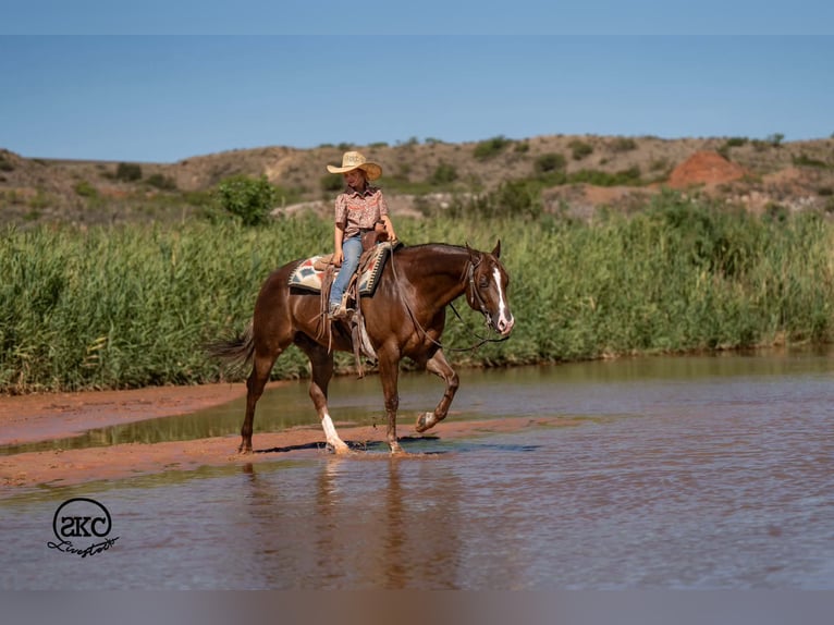 American Quarter Horse Ruin 6 Jaar Donkere-vos in Canyon