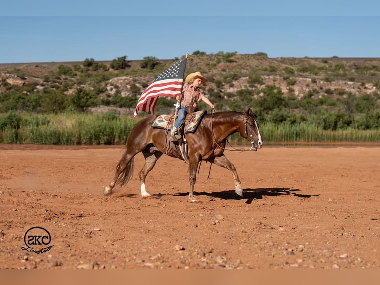 American Quarter Horse Ruin 6 Jaar Donkere-vos in Canyon