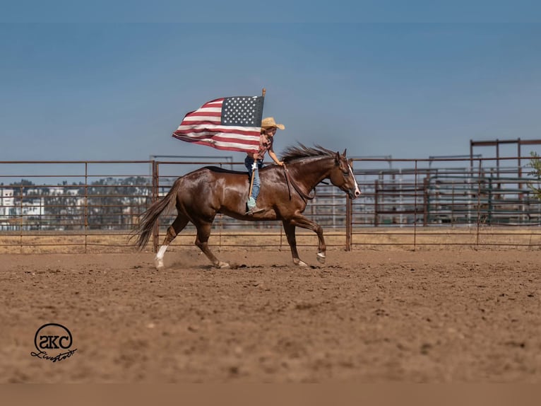 American Quarter Horse Ruin 6 Jaar Donkere-vos in Canyon