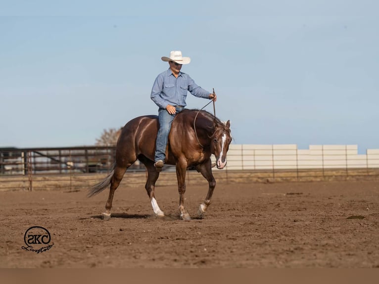American Quarter Horse Ruin 6 Jaar Donkere-vos in Canyon