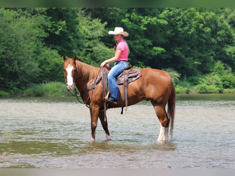 American Quarter Horse Ruin 6 Jaar Donkere-vos in Clarion
