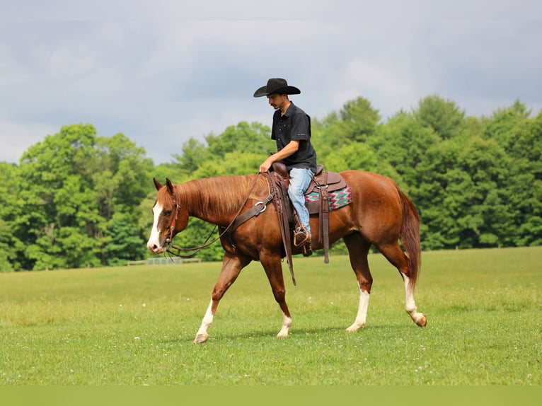 American Quarter Horse Ruin 6 Jaar Donkere-vos in Clarion