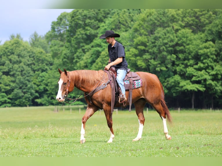 American Quarter Horse Ruin 6 Jaar Donkere-vos in Clarion
