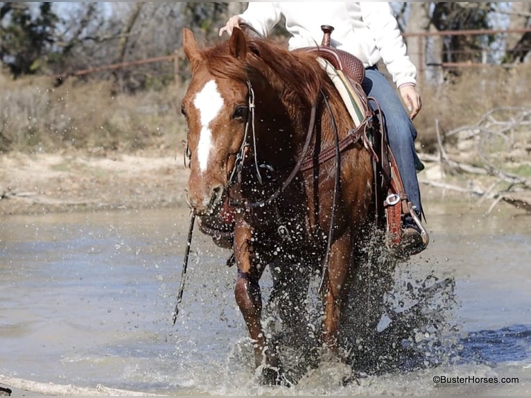 American Quarter Horse Ruin 6 Jaar Donkere-vos in Weatherford TX