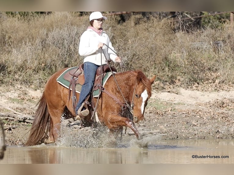 American Quarter Horse Ruin 6 Jaar Donkere-vos in Weatherford TX