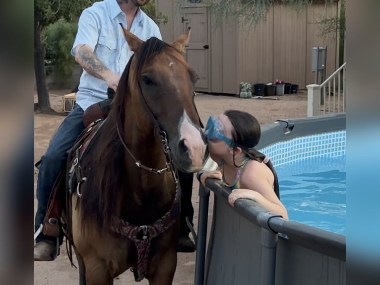 American Quarter Horse Ruin 6 Jaar Falbe in Marana