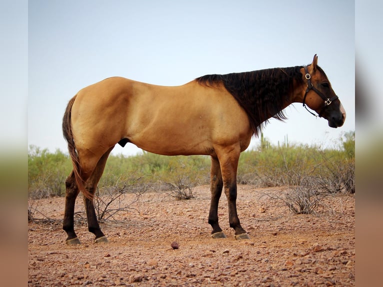American Quarter Horse Ruin 6 Jaar Falbe in Marana