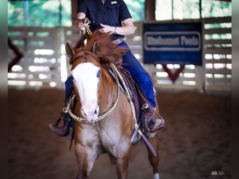 American Quarter Horse Ruin 6 Jaar Falbe in Addison, TX