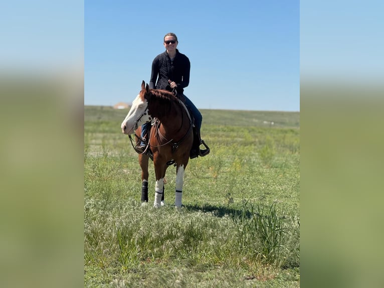 American Quarter Horse Mix Ruin 6 Jaar Gevlekt-paard in Wray