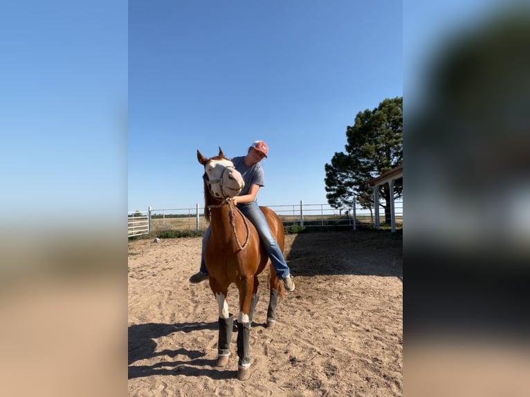 American Quarter Horse Mix Ruin 6 Jaar Gevlekt-paard in Wray