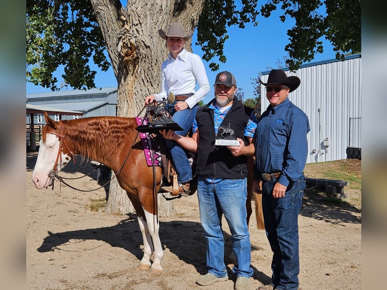 American Quarter Horse Mix Ruin 6 Jaar Gevlekt-paard in Wray