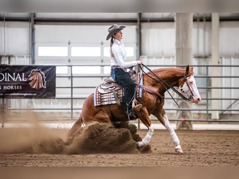 American Quarter Horse Mix Ruin 6 Jaar Gevlekt-paard in Wray