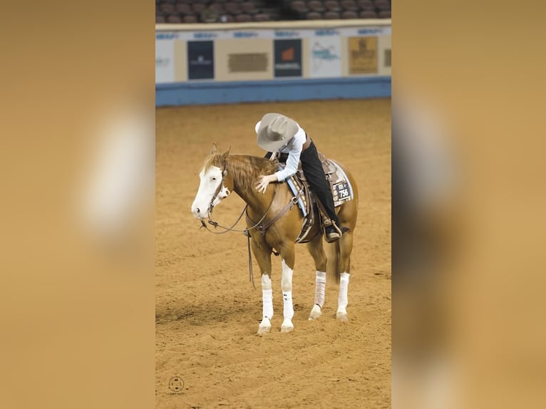 American Quarter Horse Mix Ruin 6 Jaar Gevlekt-paard in Wray