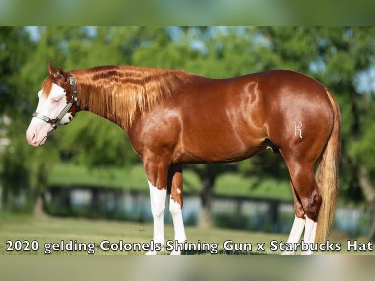 American Quarter Horse Mix Ruin 6 Jaar Gevlekt-paard in Wray