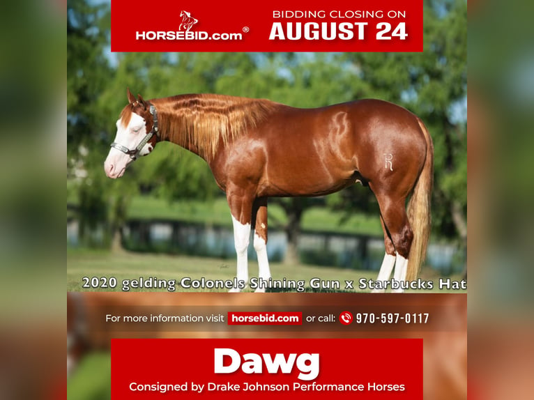 American Quarter Horse Mix Ruin 6 Jaar Gevlekt-paard in Wray