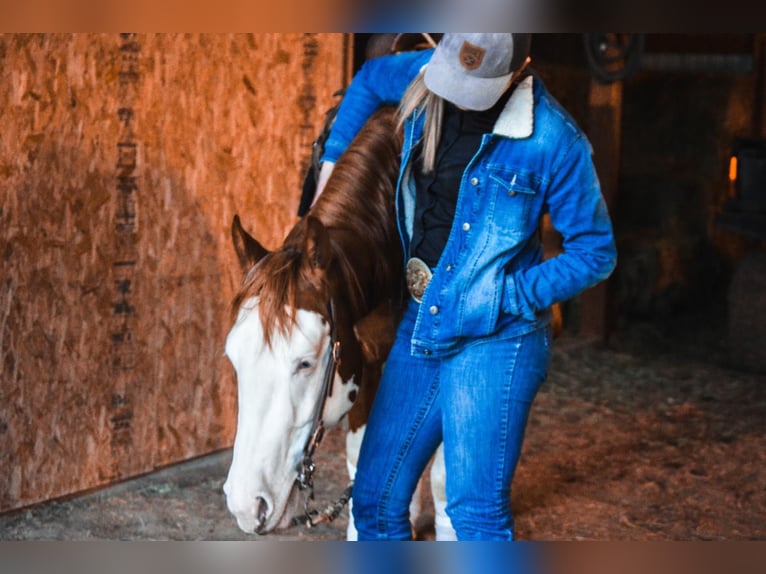 American Quarter Horse Mix Ruin 6 Jaar Gevlekt-paard in Wray